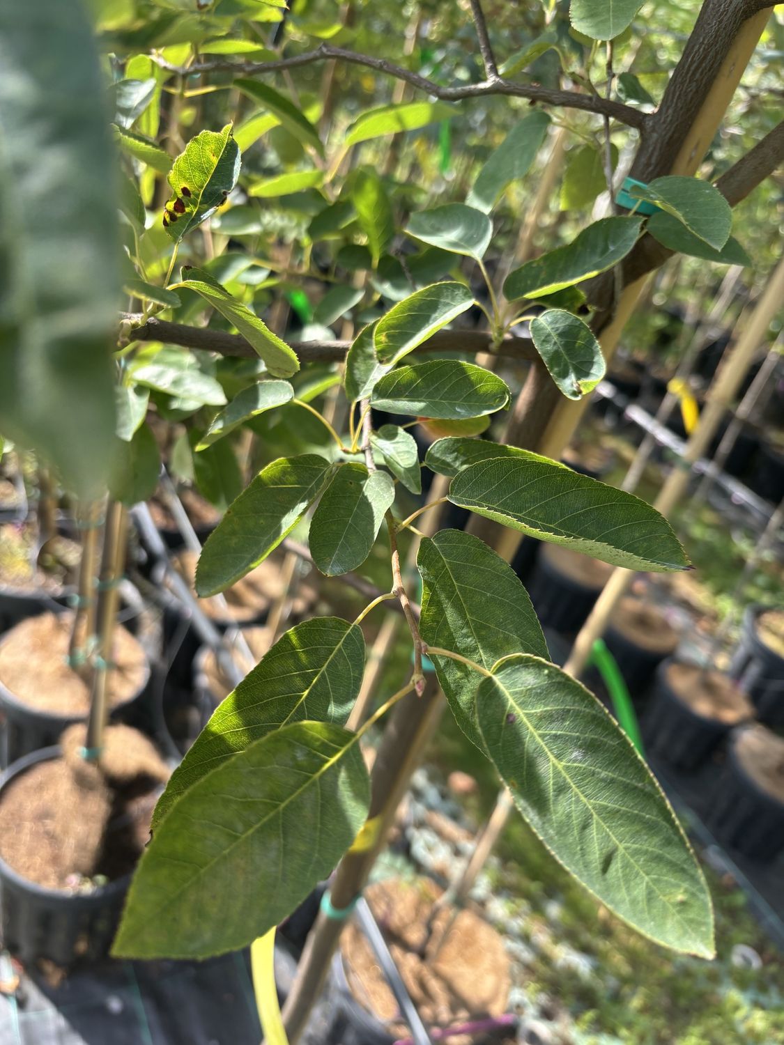 AMELANCHIER canadensis / Serviceberry