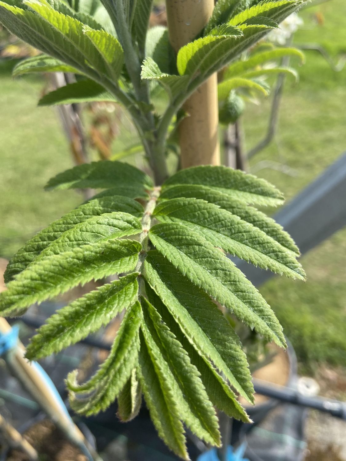 SORBUS aucuparia &#39;Sheerwater Seedling&#39; / Rowan