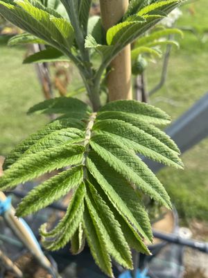 SORBUS aucuparia 'Sheerwater Seedling' / Rowan