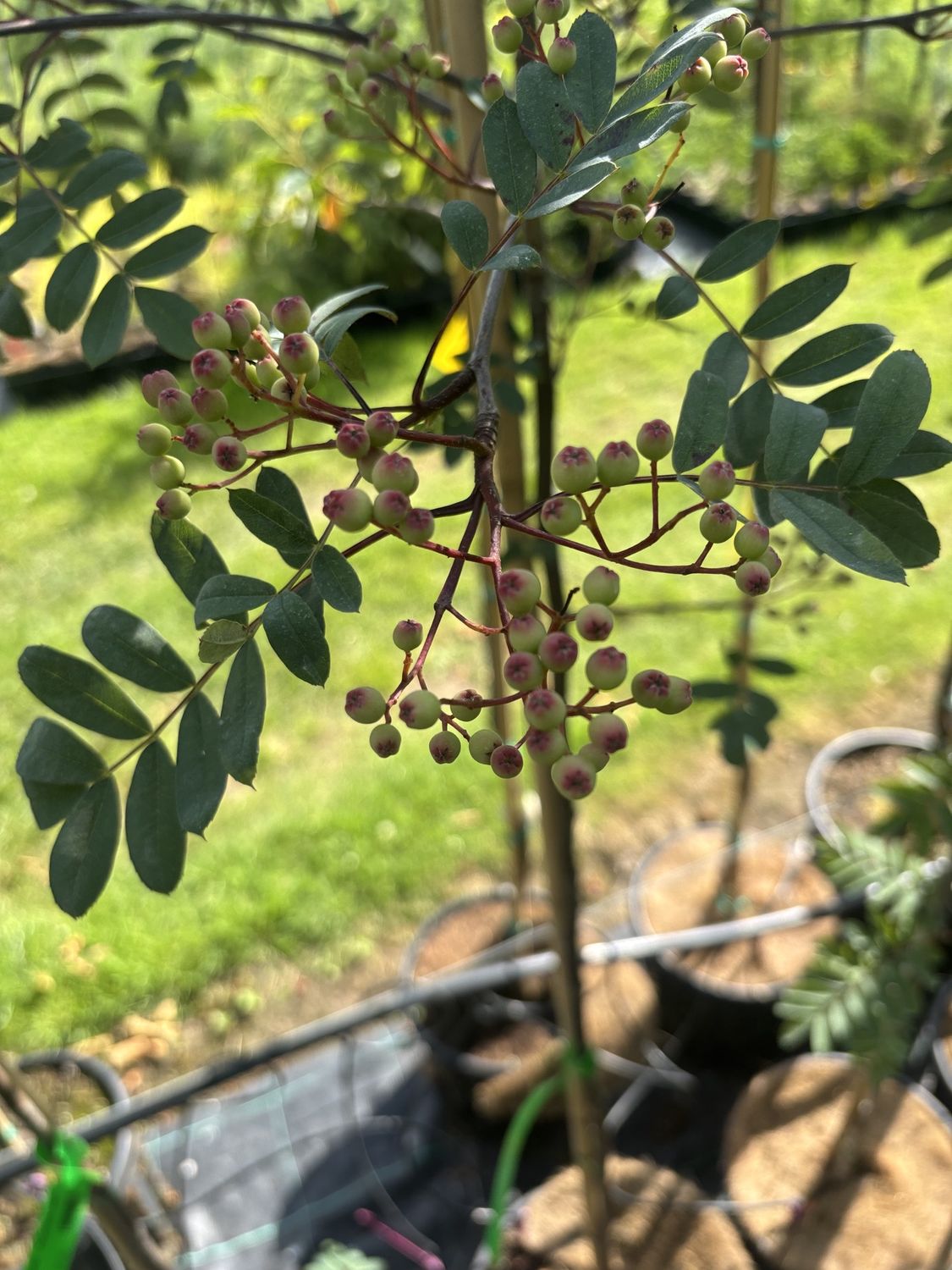 SORBUS hupehensis &#39;Pink Pagoda&#39; / Mountain Ash