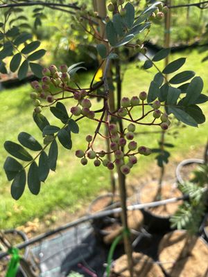 SORBUS hupehensis &#39;Pink Pagoda&#39; / Mountain Ash