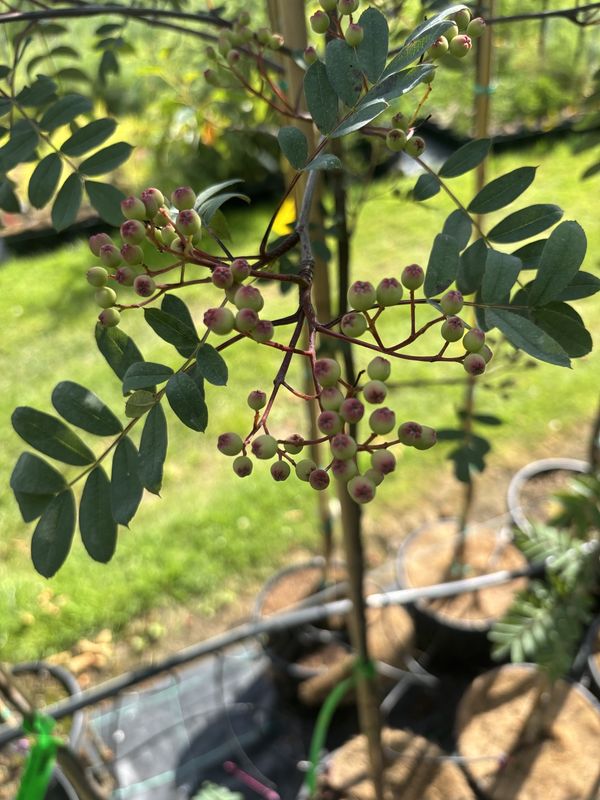 Mountain Ash tree for sale UK
