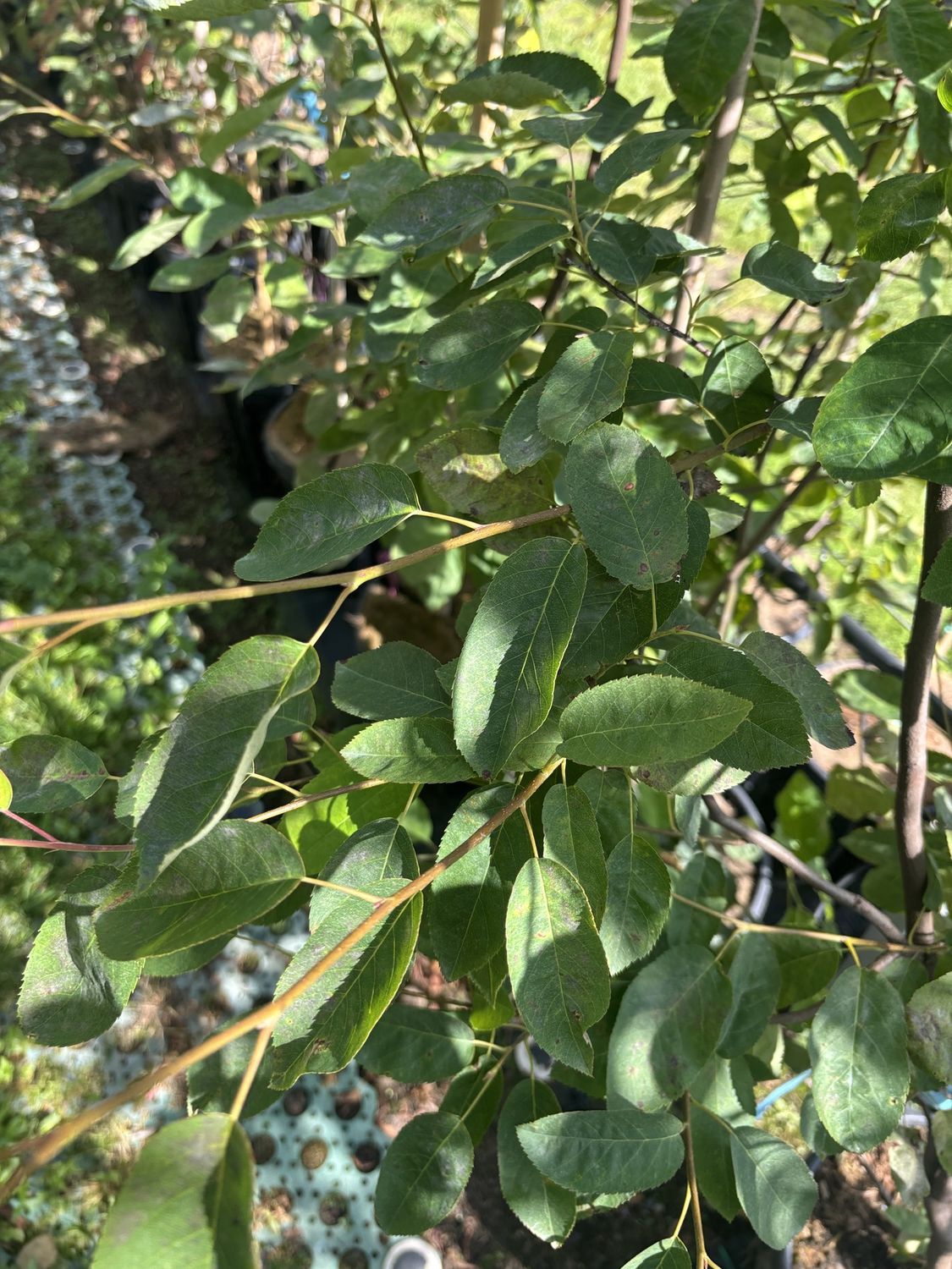 AMELANCHIER lamarckii / Snowy Mespilus [m/s]