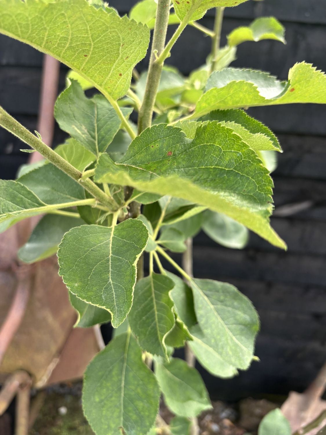 MALUS domestica 'Bramley's Seedling' / Apple