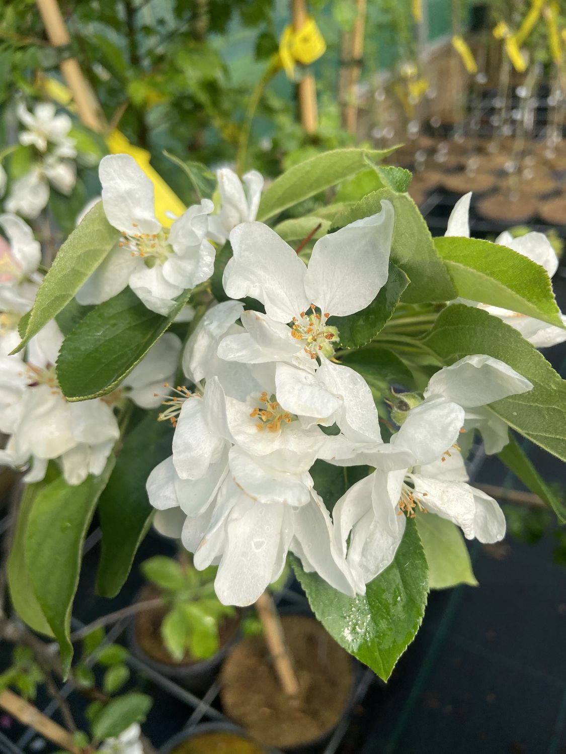 MALUS &#39;John Downie&#39; / Flowering Crab Apple