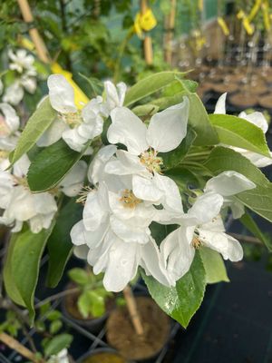 MALUS 'John Downie' / Flowering Crab Apple MALUS 'John Downie' / Flowering Crab Apple