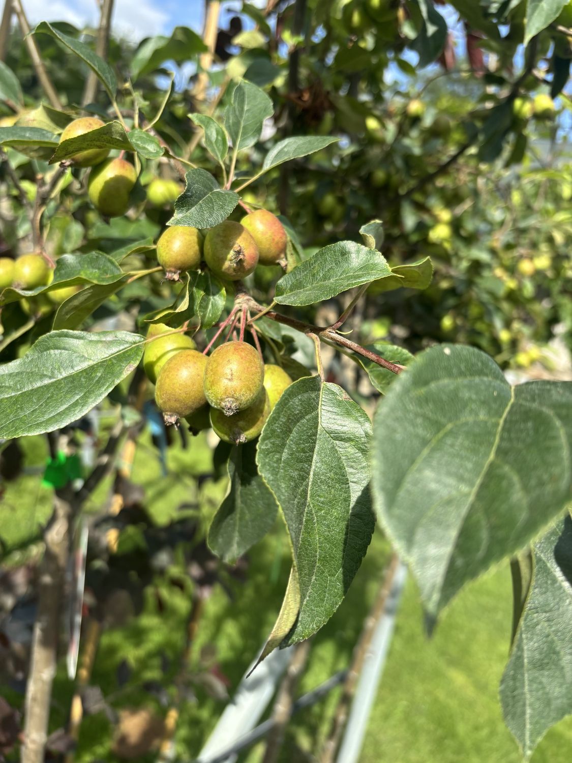 MALUS &#39;John Downie&#39; / Flowering Crab Apple