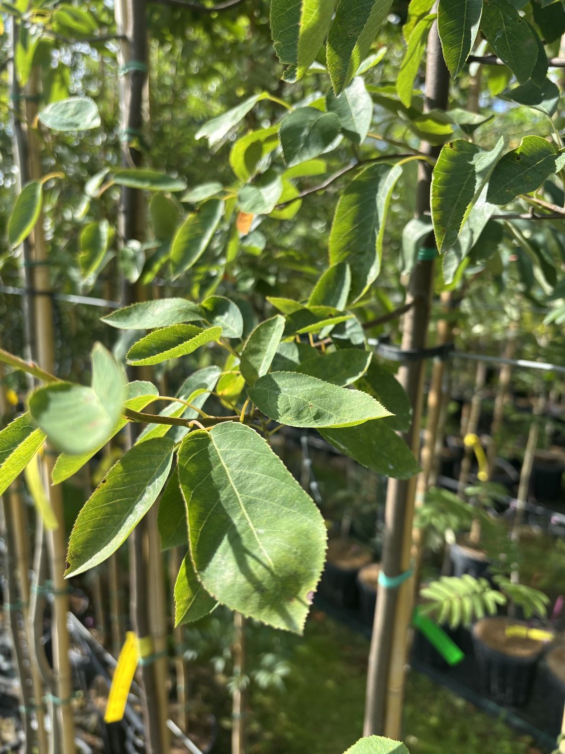 AMELANCHIER canadensis / Serviceberry