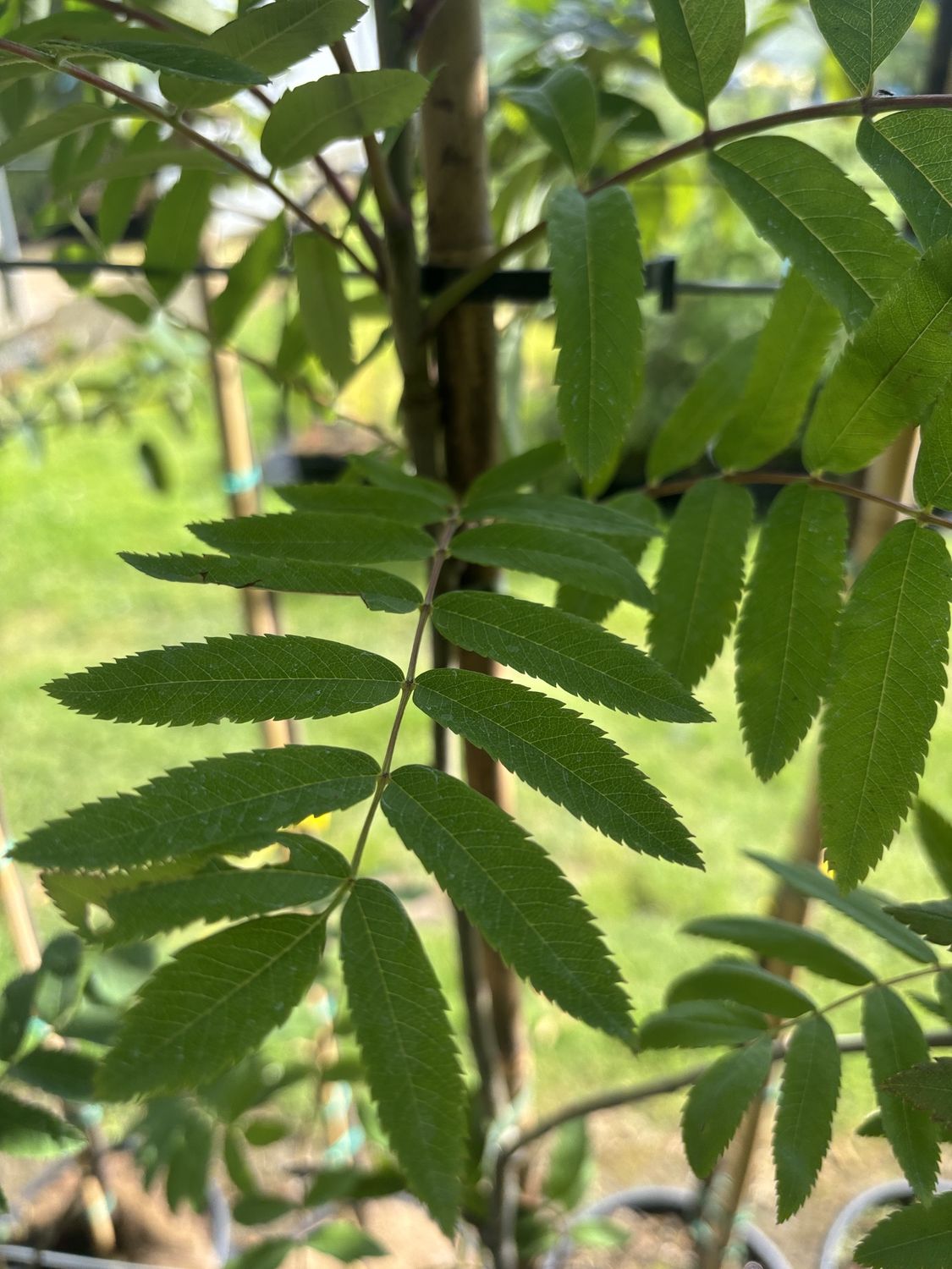 SORBUS  &#39;Golden Wonder&#39; / Mountain Ash