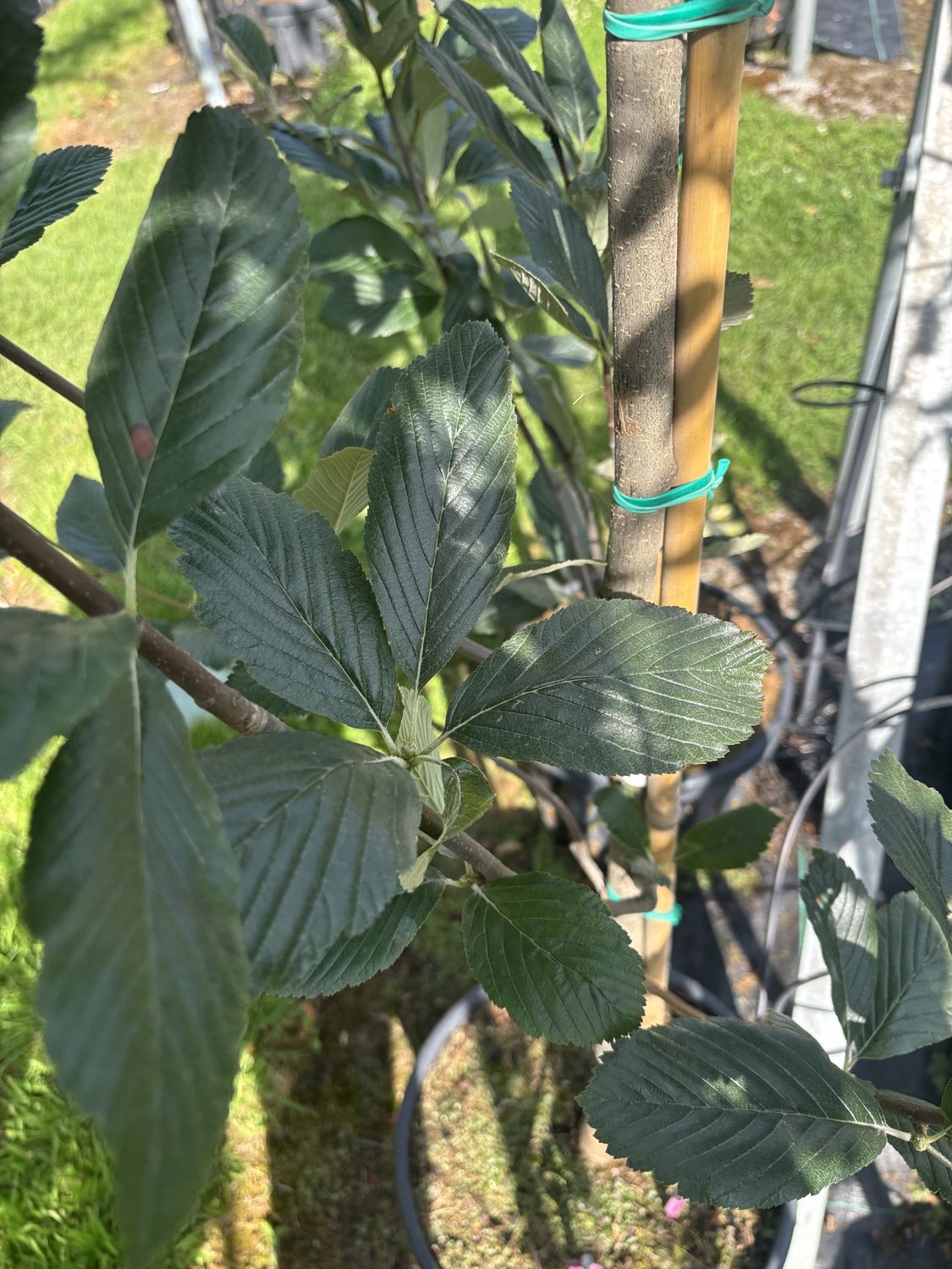SORBUS aria &#39;Magnifica&#39; / Whitebeam