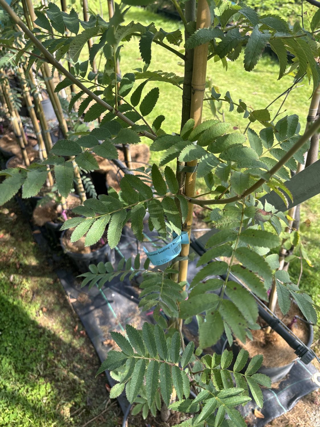 SORBUS aucuparia &#39;Sheerwater Seedling&#39; / Rowan