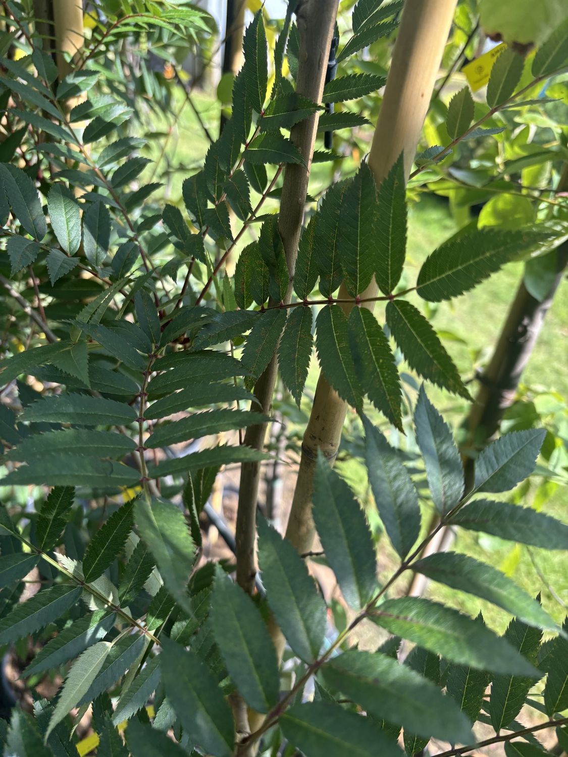 SORBUS &#39;Eastern Promise&#39; / Mountain Ash