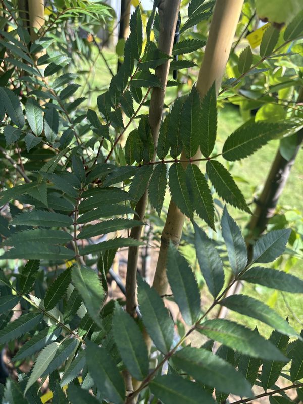 Mountain Ash tree for sale UK