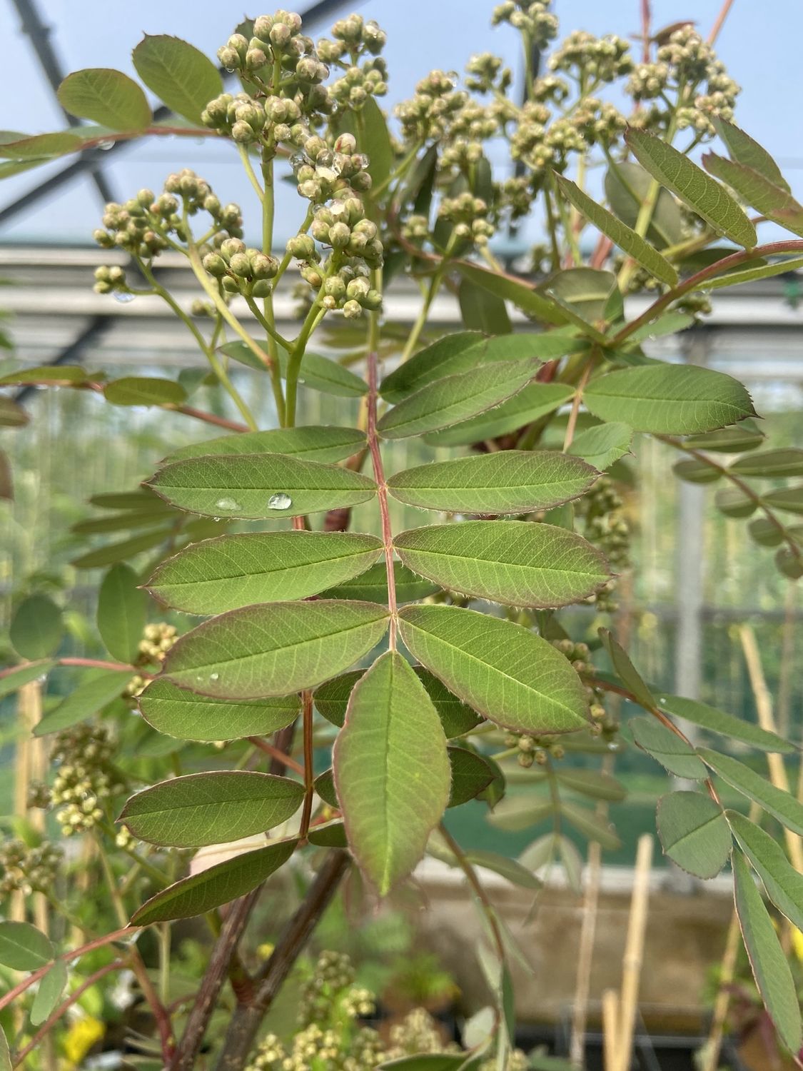 SORBUS hupehensis &#39;Pink Pagoda&#39; / Mountain Ash