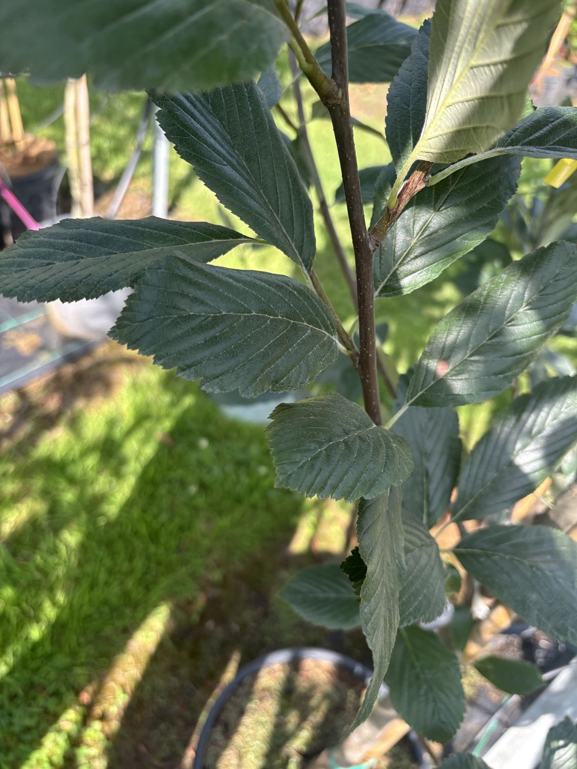 SORBUS aria &#39;Magnifica&#39; / Whitebeam