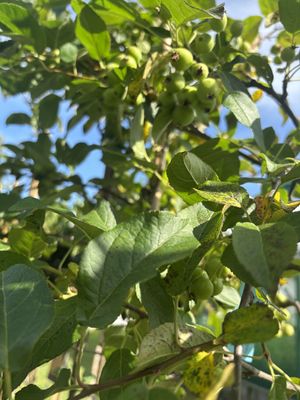 MALUS 'Red sentinel' / Flowering Crab Apple MALUS 'Red sentinel' / Flowering Crab Apple