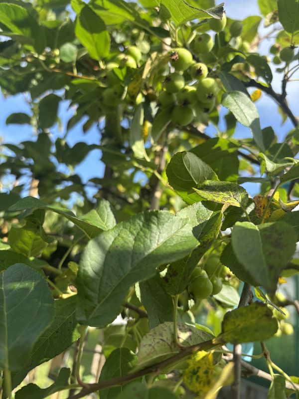 Flowering Crab Apple tree for sale UK
