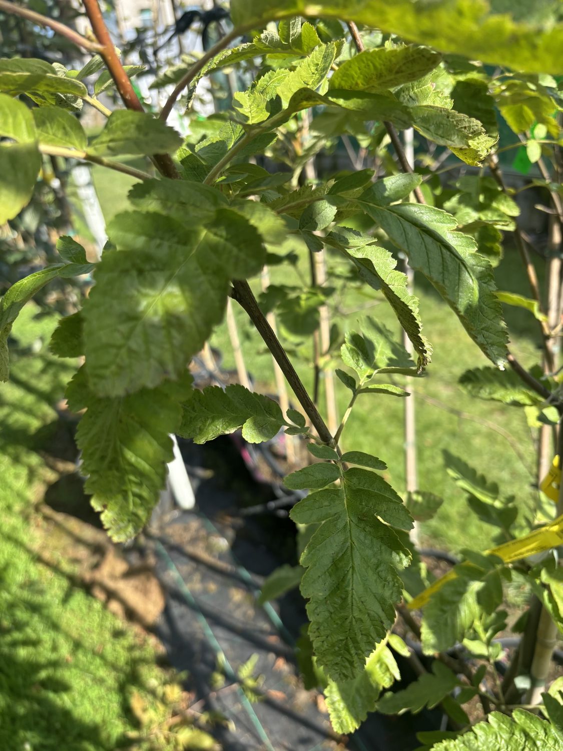 SORBUS thur. &#39;Fastigiata&#39; / Hybrid Whitebeam, Service Tree