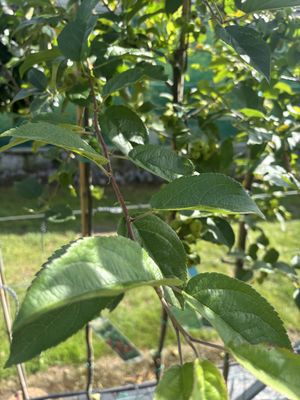 Flowering Crab Apple — view 3