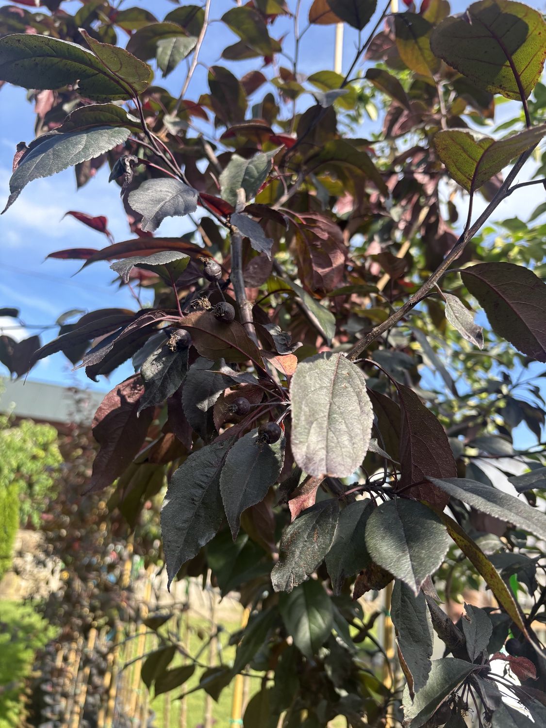 MALUS &#39;Royalty&#39; / Flowering Crab Apple