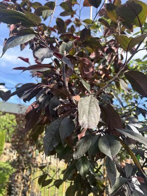 MALUS 'Royalty' / Flowering Crab Apple
