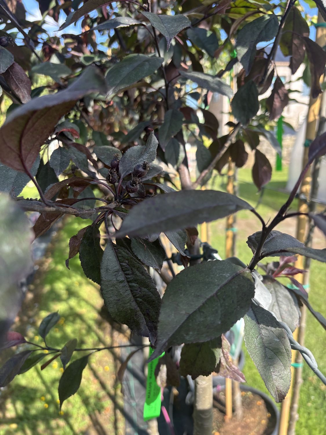 MALUS &#39;Royalty&#39; / Flowering Crab Apple