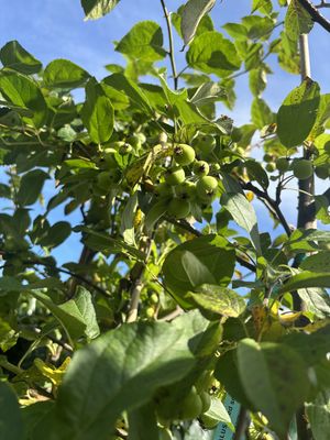 Flowering Crab Apple — view 2
