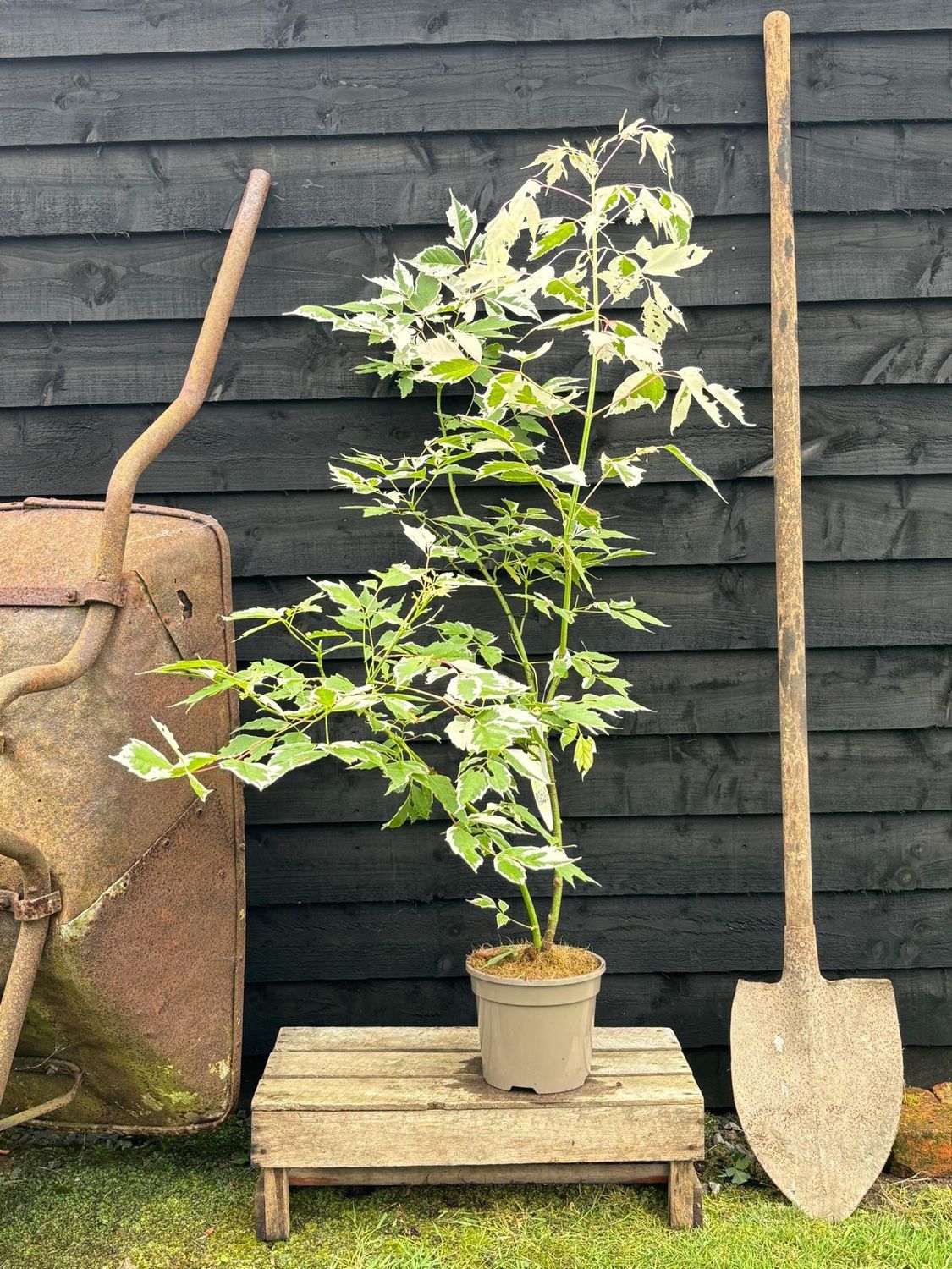 ACER negundo &#39;Flamingo&#39; / Box Elder