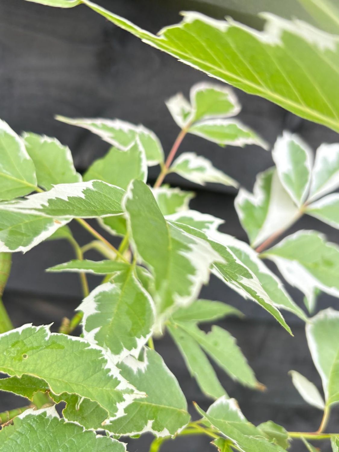 ACER negundo &#39;Flamingo&#39; / Box Elder