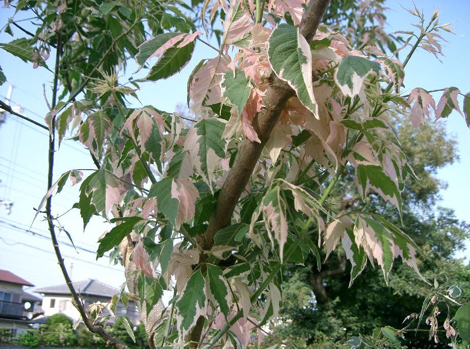 ACER negundo &#39;Flamingo&#39; / Box Elder