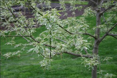 Box Elder — view 4
