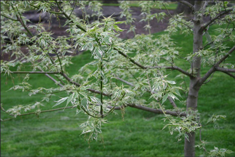 ACER negundo &#39;Flamingo&#39; / Box Elder