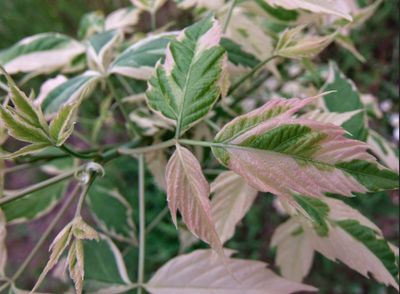 Box Elder — view 5