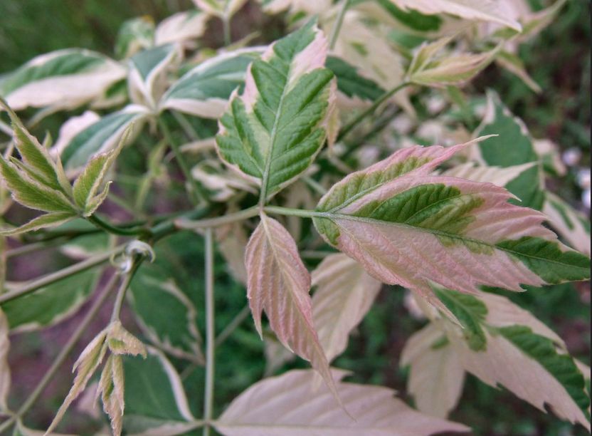ACER negundo &#39;Flamingo&#39; / Box Elder