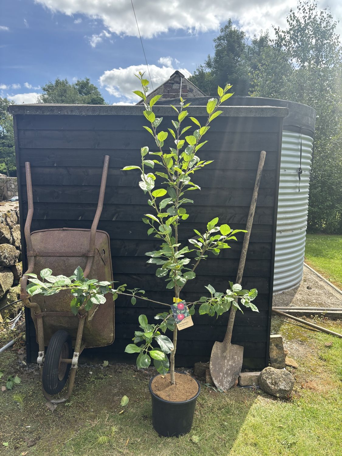 MALUS domestica &#39;Red Devil&#39; / Apple