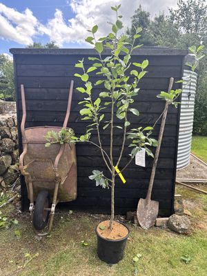 MALUS domestica Katja / Katy Apple