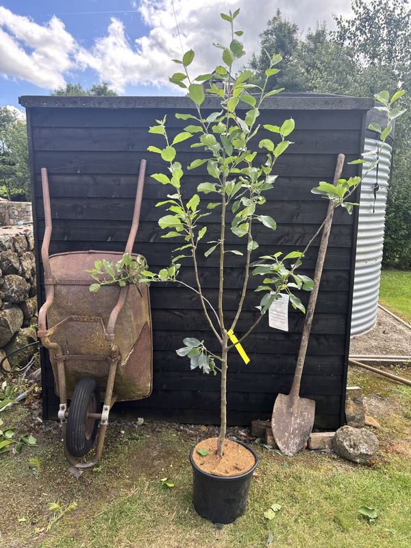 Katy Apple tree for sale UK