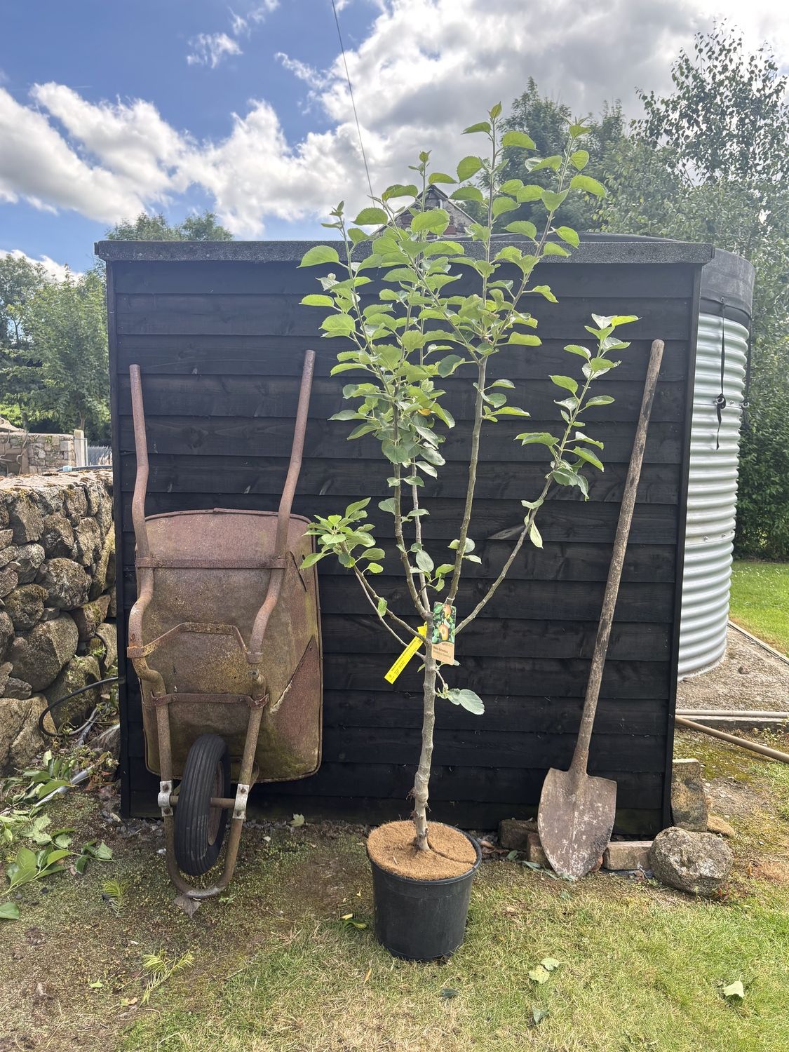 MALUS domestica 'Bramley's Seedling' / Apple