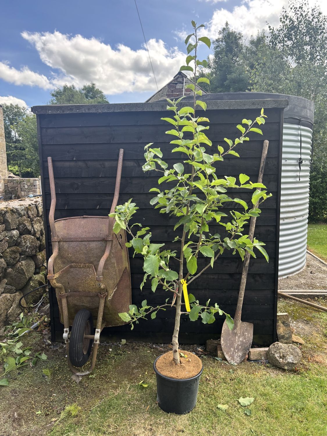 MALUS domestica &#39;Jonagold&#39; / Apple