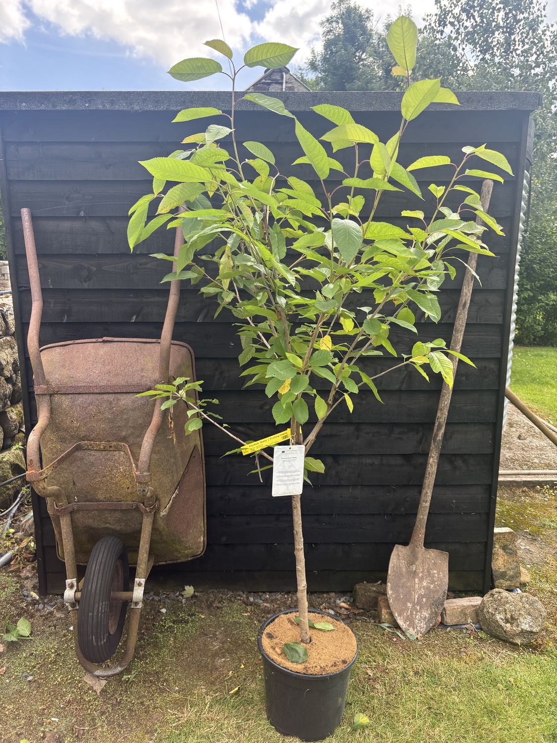 PRUNUS &#39;Stella&#39; / Fruiting Cherry
