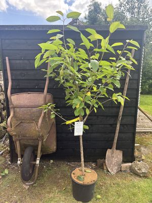 Fruiting Cherry