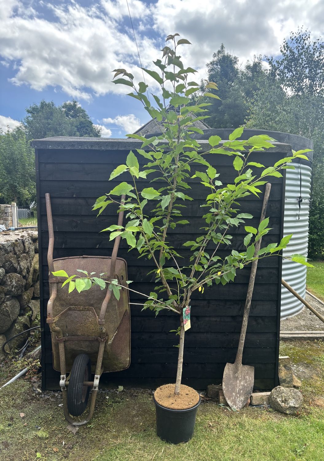 PRUNUS &#39;Sunburst&#39; / Fruiting Cherry