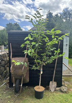 Fruiting Cherry