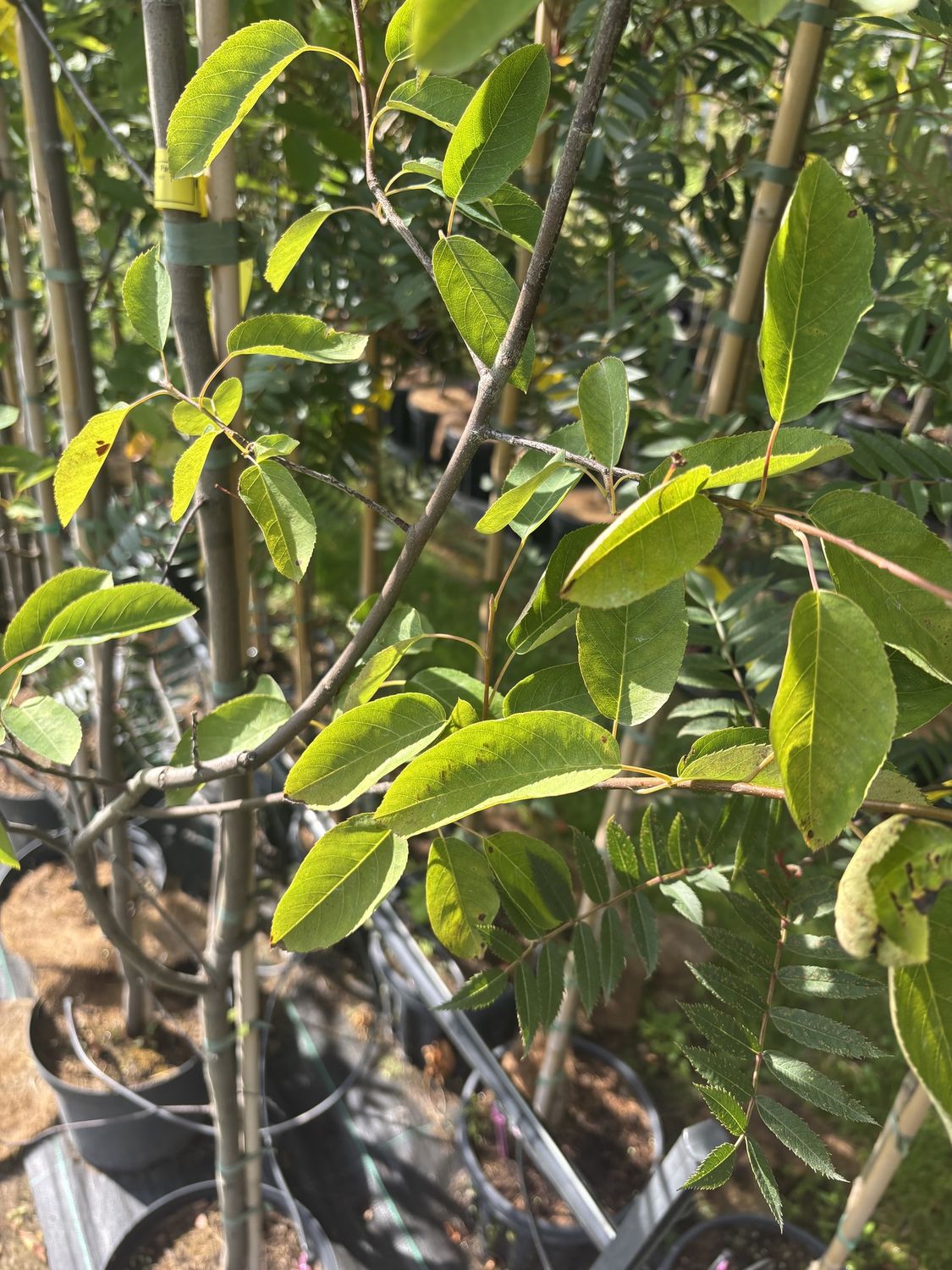 AMELANCHIER lamarckii / Snowy Mespilus