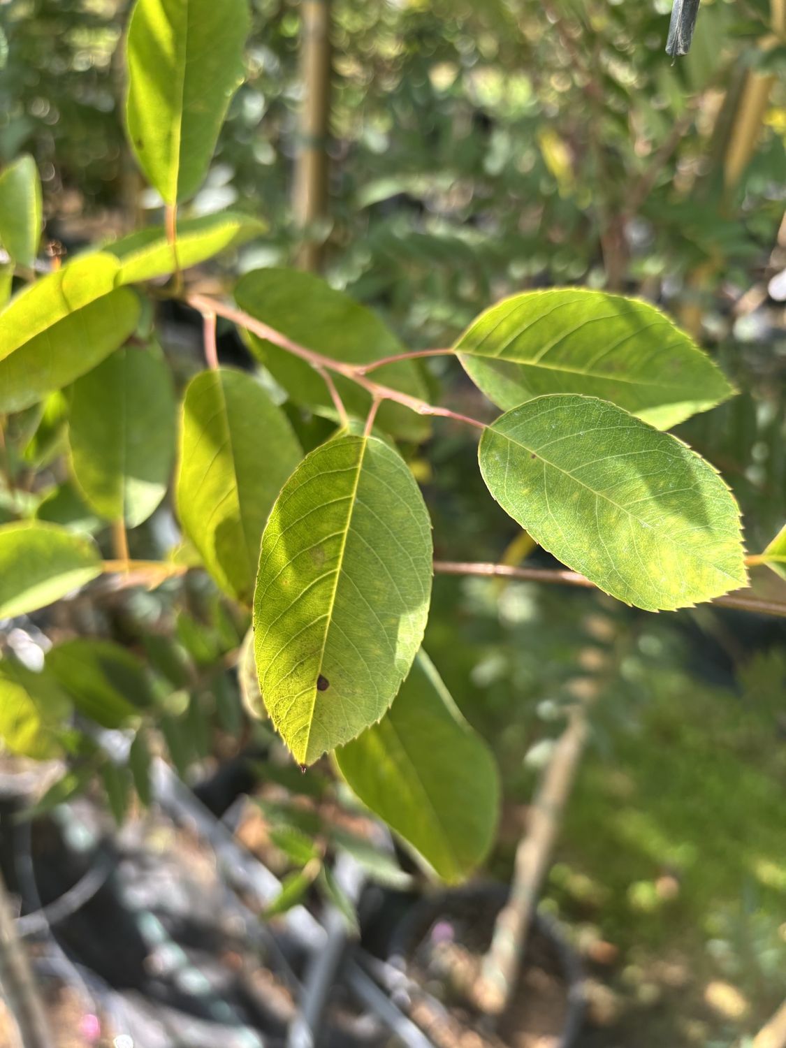 AMELANCHIER lamarckii / Snowy Mespilus