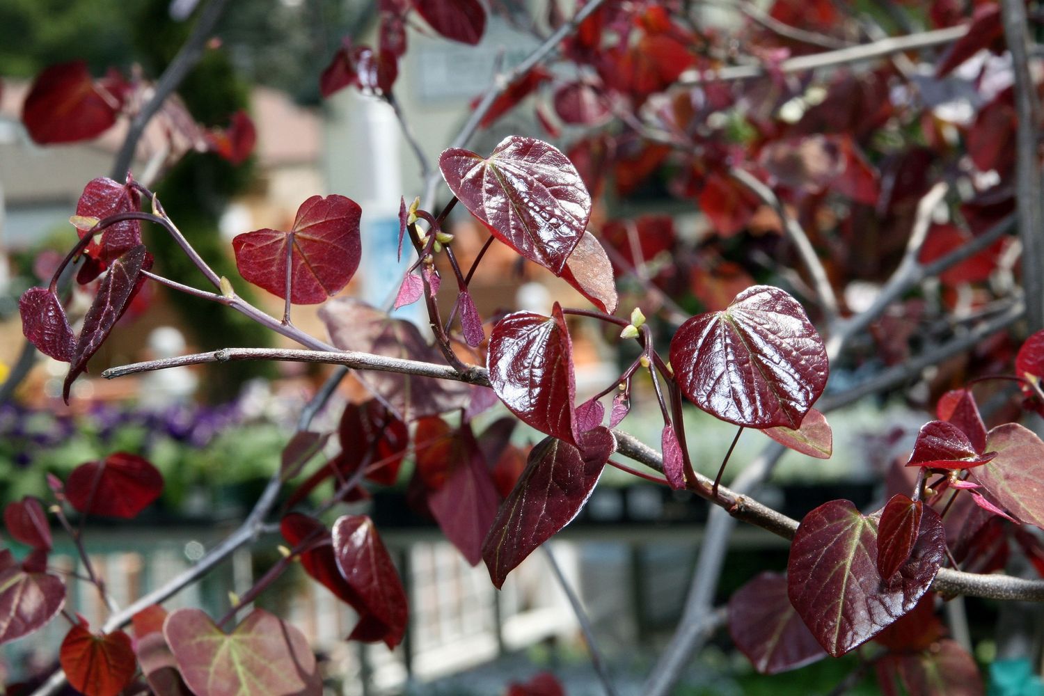CERCIS canadensis 'Forest Pansy' / American Redbud