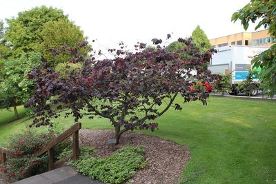 American Redbud — view 4
