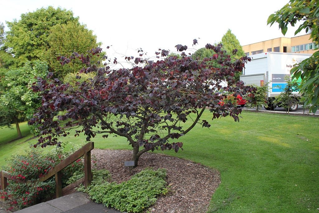 CERCIS canadensis 'Forest Pansy' / American Redbud