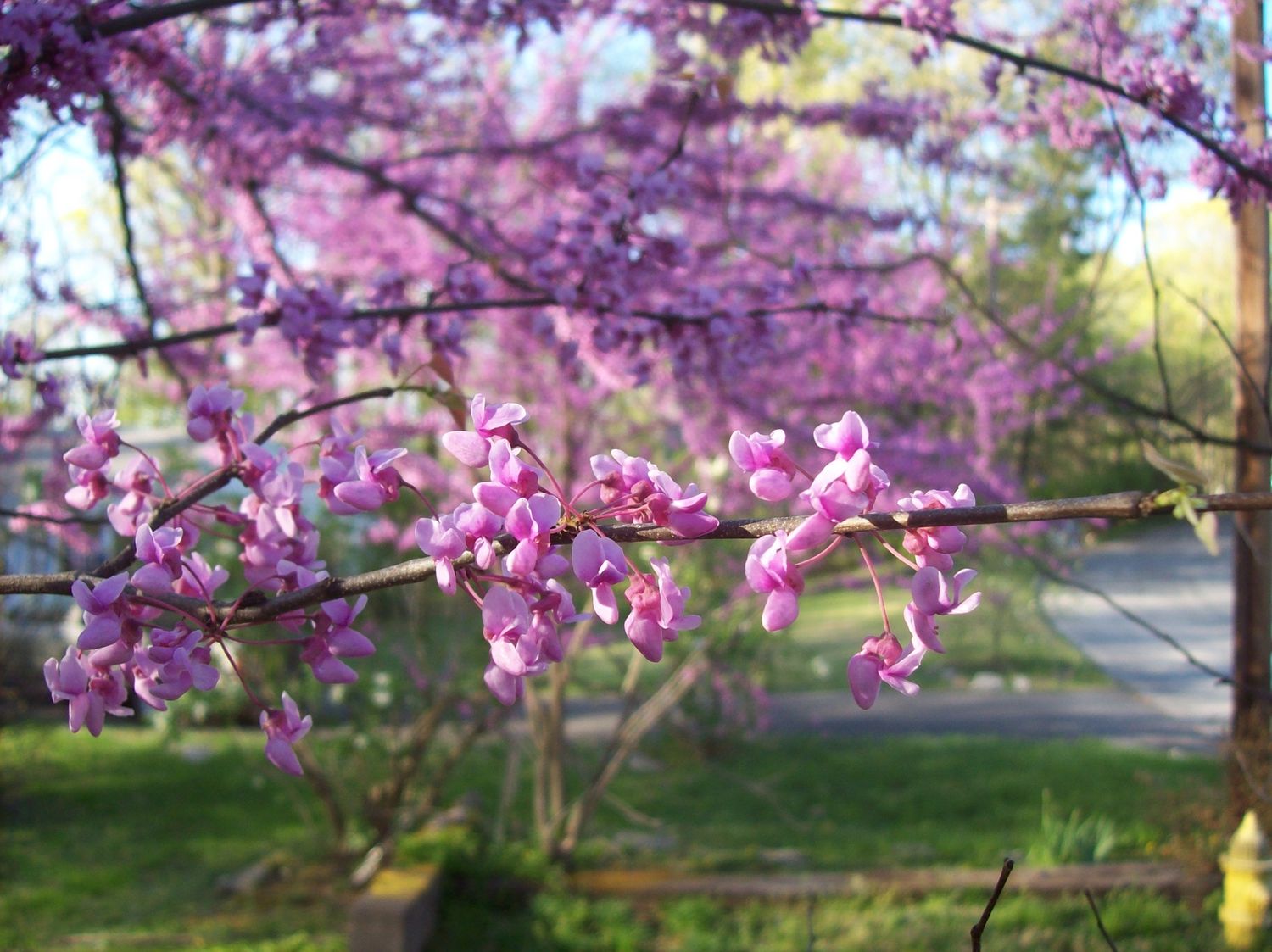 CERCIS canadensis 'Forest Pansy' / American Redbud