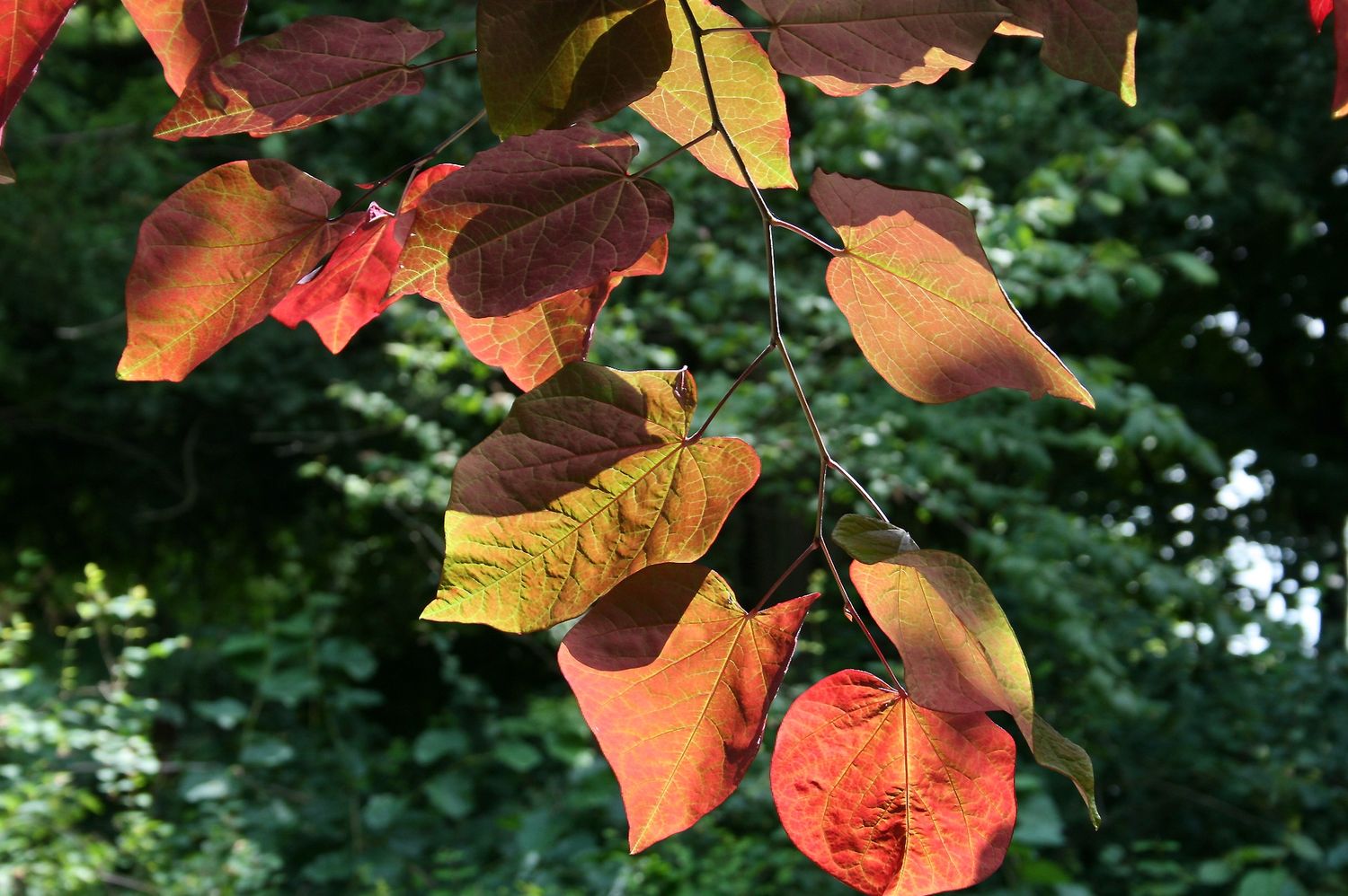 CERCIS canadensis 'Forest Pansy' / American Redbud